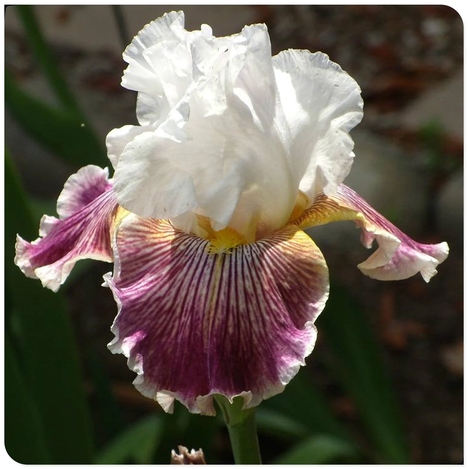 Easy to Plant Perennial  | Fragrant Deep Flowers/ All Night Long Bearded Iris Plant Bulbs