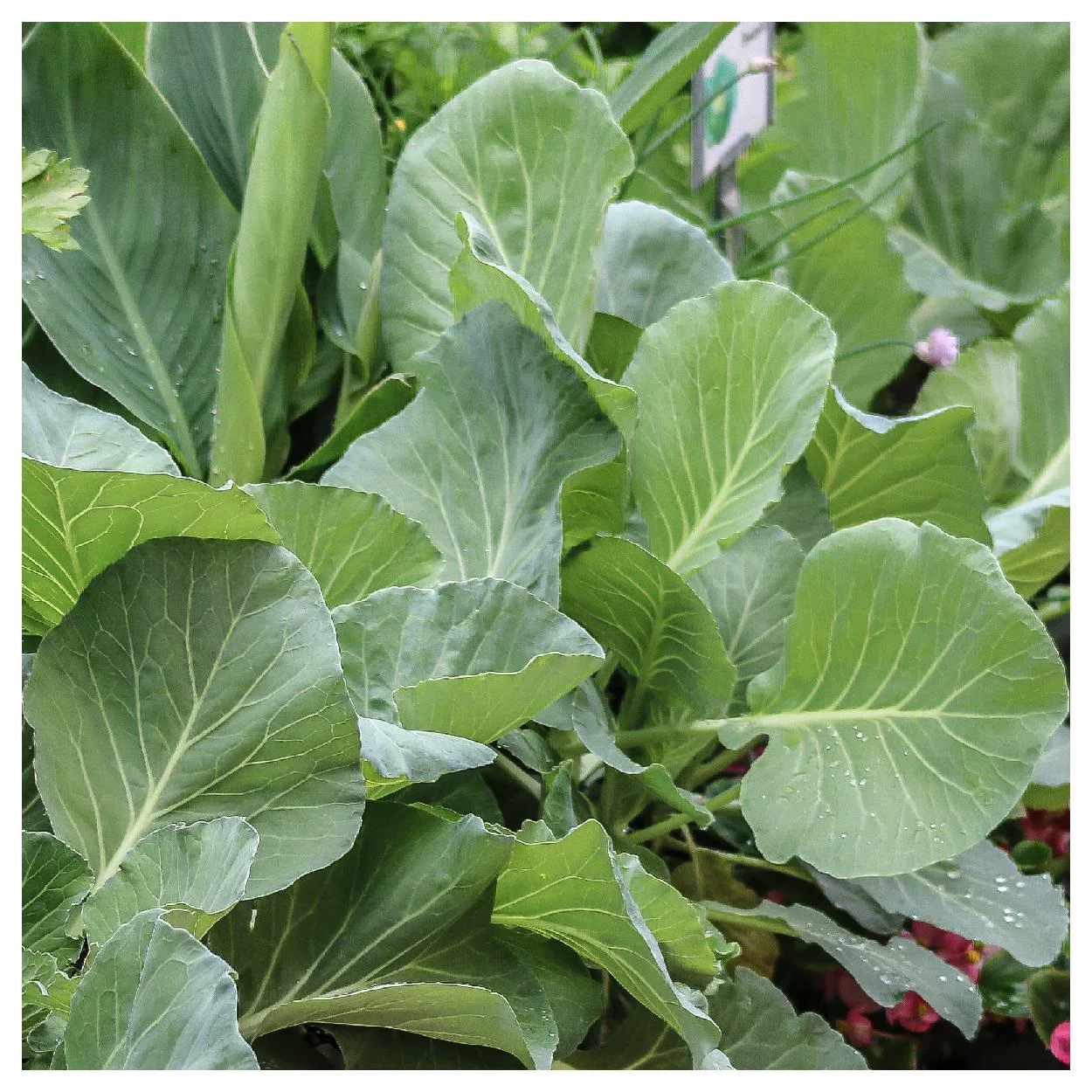 Everwilde Farms - 500 Brunswick Cabbage Seeds - Gold Vault Jumbo Bulk Seed Packet