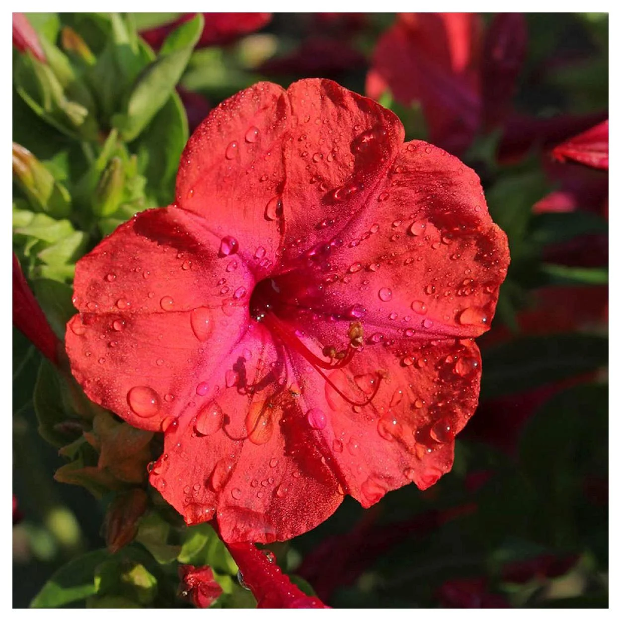 Everwilde Farms - 50 Red Four O Clock Garden Flower Seeds - Gold Vault Jumbo Bulk Seed Packet