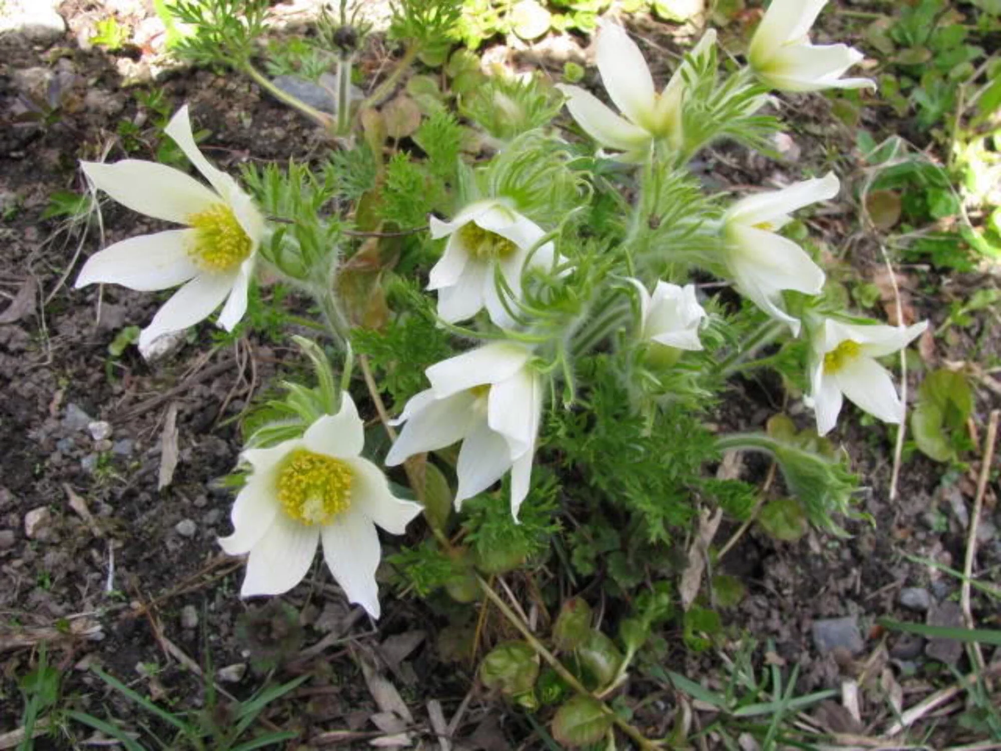 25 WHITE ANEMONE Pulsatilla Vulgaris PASQUE flower Seeds