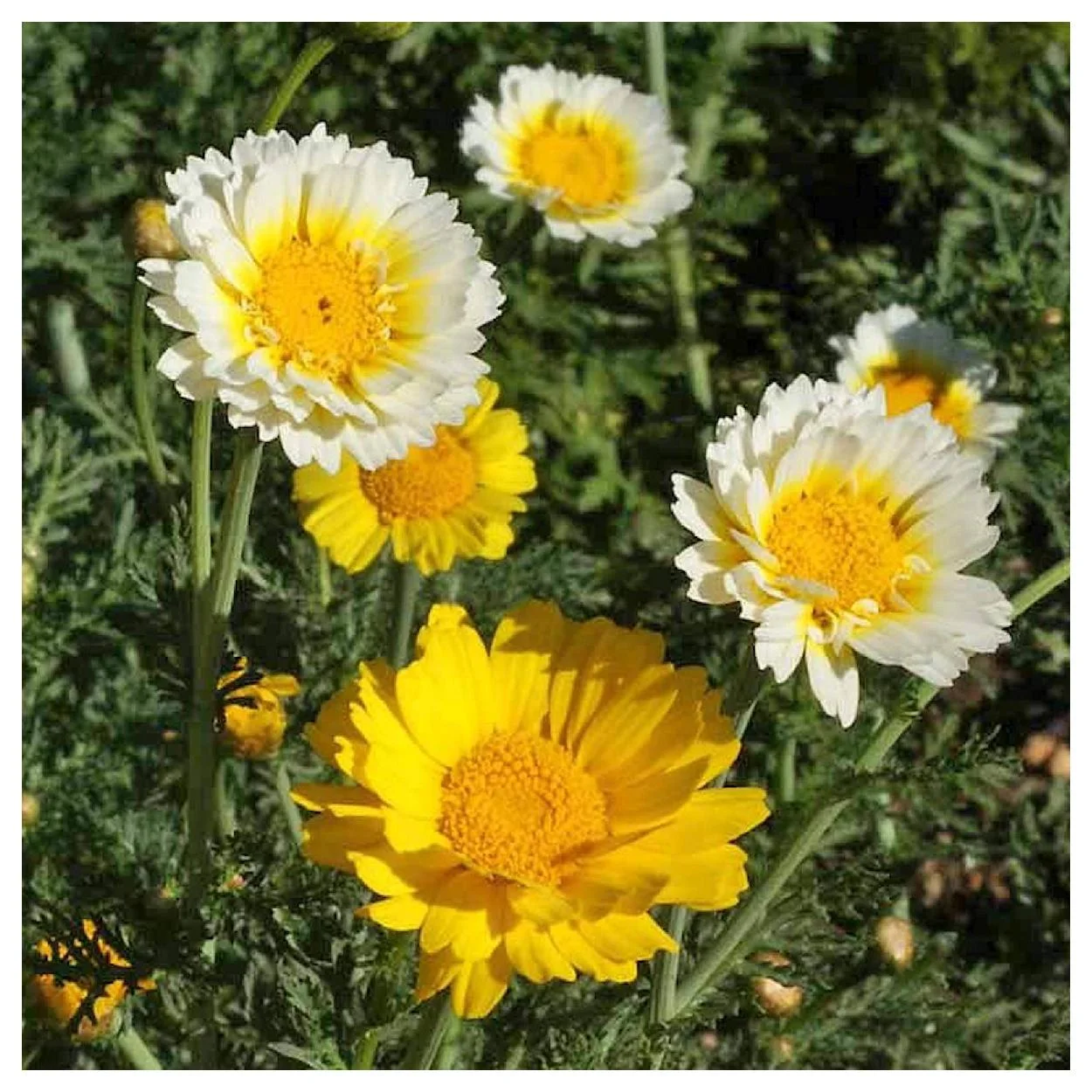 Everwilde Farms - 2000 Garland Daisy Garden Flower Seeds - Gold Vault Jumbo Bulk Seed Packet
