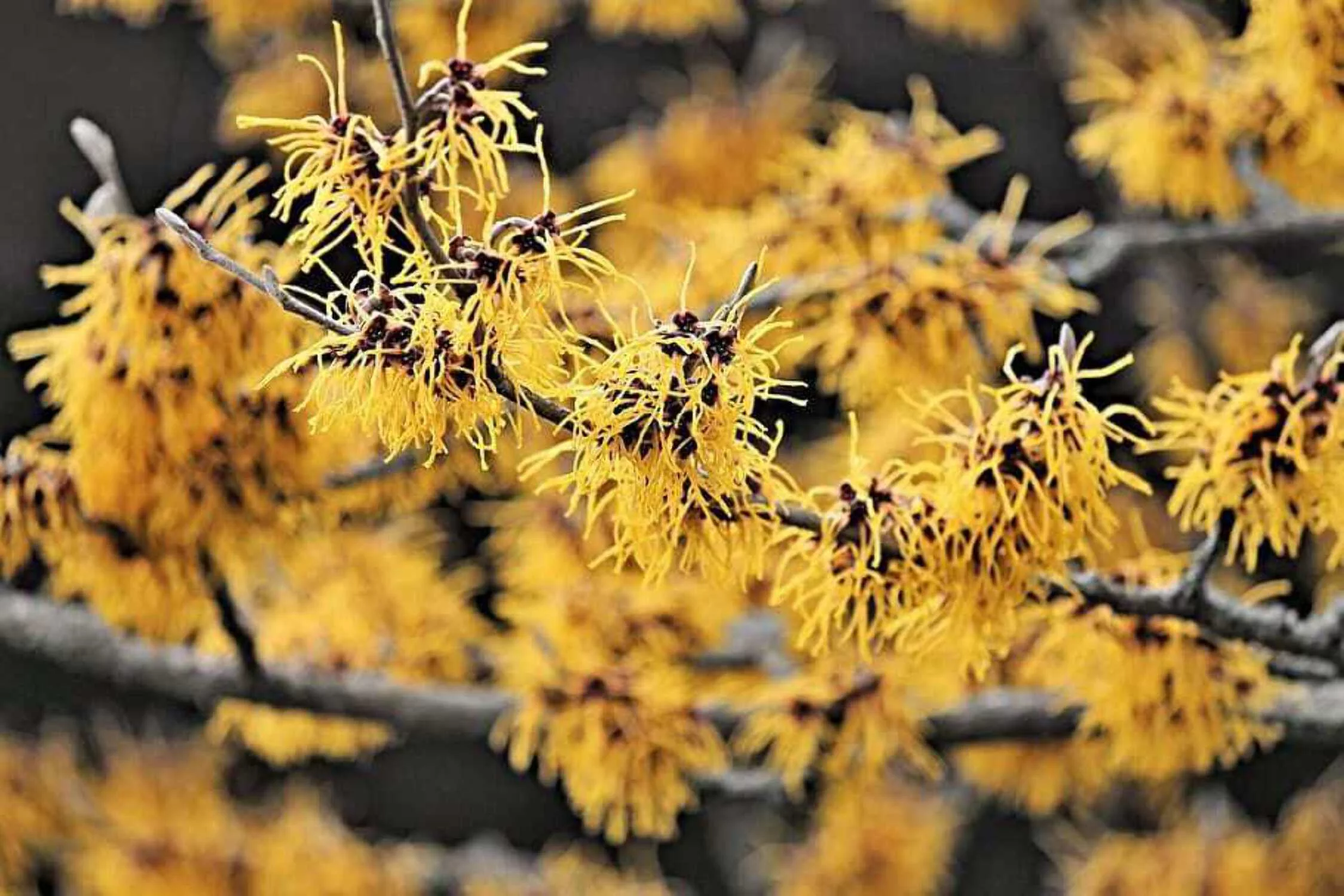 25 American WITCH HAZEL Hamamelis Virginiana Alder Shrub Tree Yellow Flower Seeds