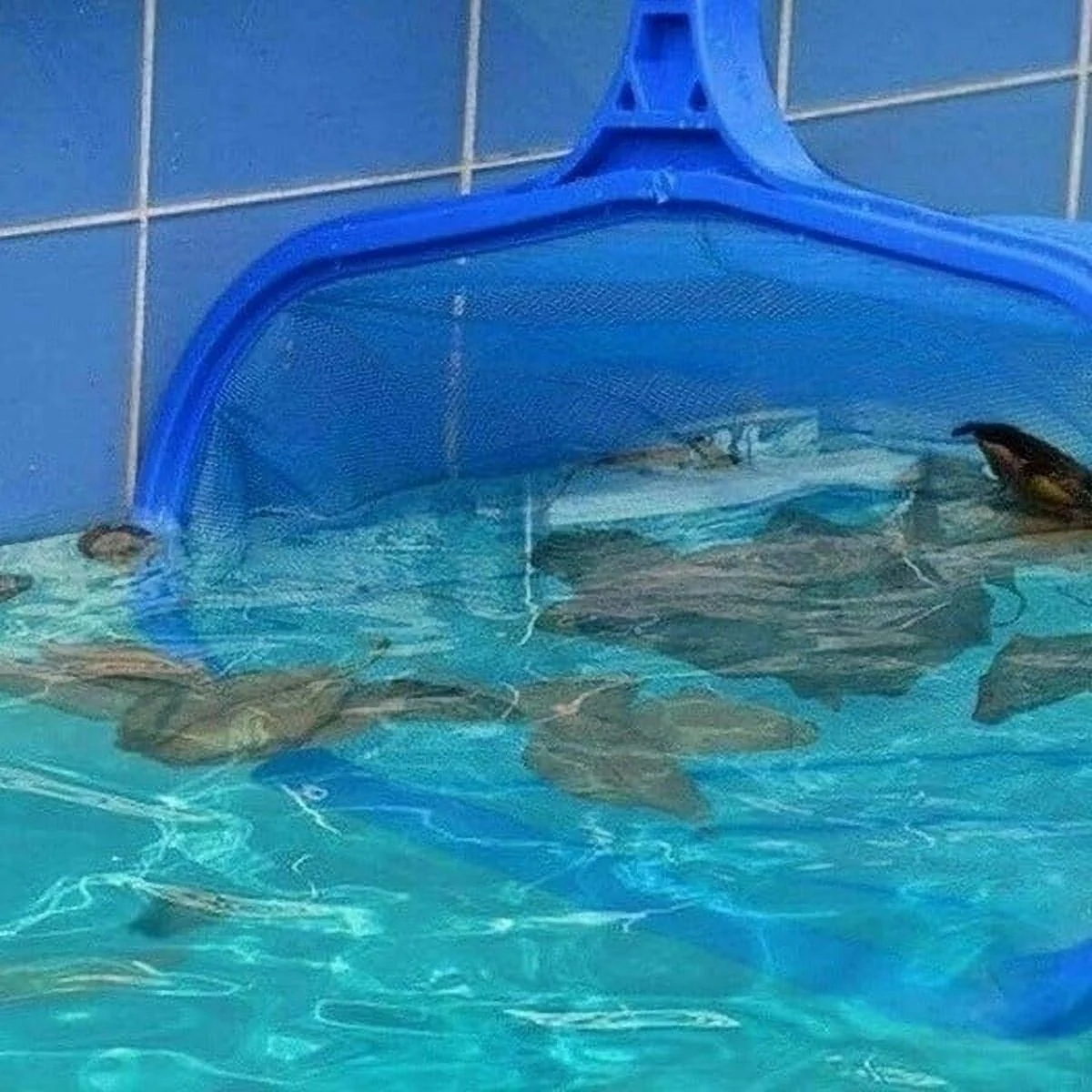 Everso Swimming Pool Pond Fountain Vacuum Cleaner Leaf Skimmer Mesh Set Cleaning Tool