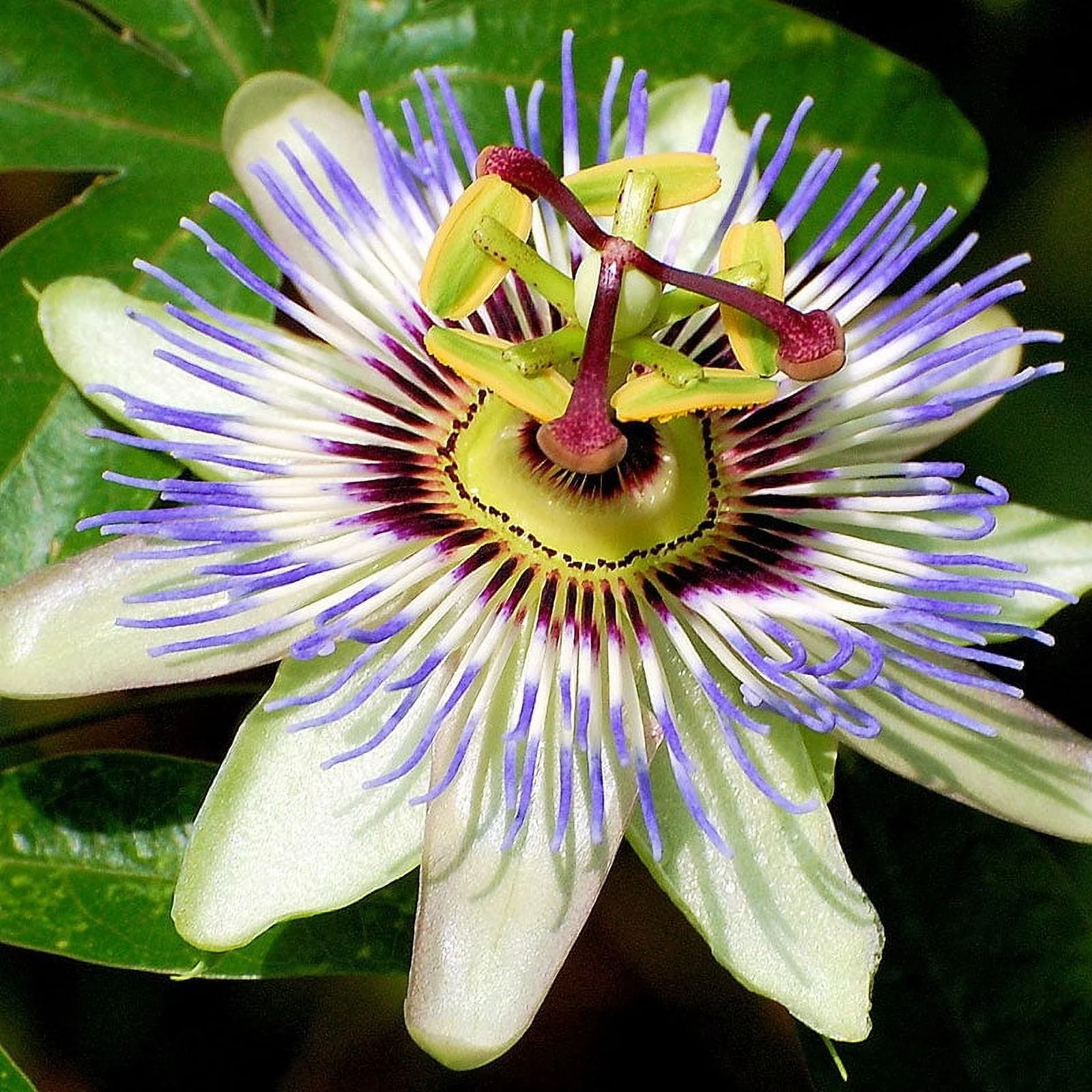 Passiflora Seeds - Packet - Blue/White Flower Seeds,  Heirloom Seed  Attracts Bees, Attracts Butterflies, Attracts Pollinators, Fragrant, Container Garden