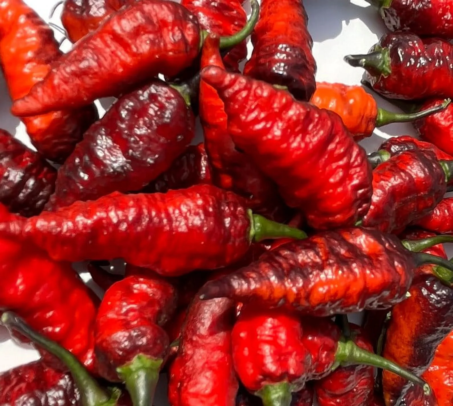 Naga Black Twister Pepper Premium Seed Packet