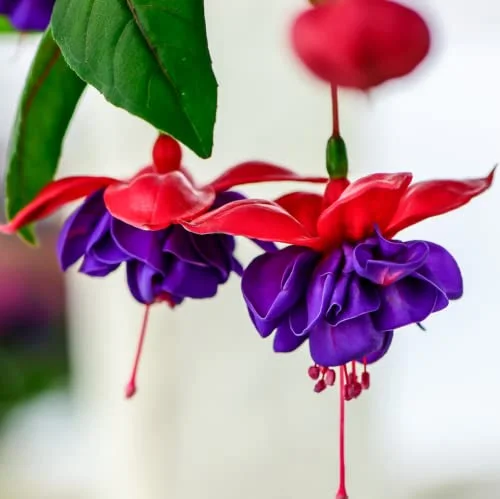 CHUXAY GARDEN Red Violet Fuchsia Flower Seed 200 Seeds Most Outstanding Summer Bloomers Great Desktop Bonsai