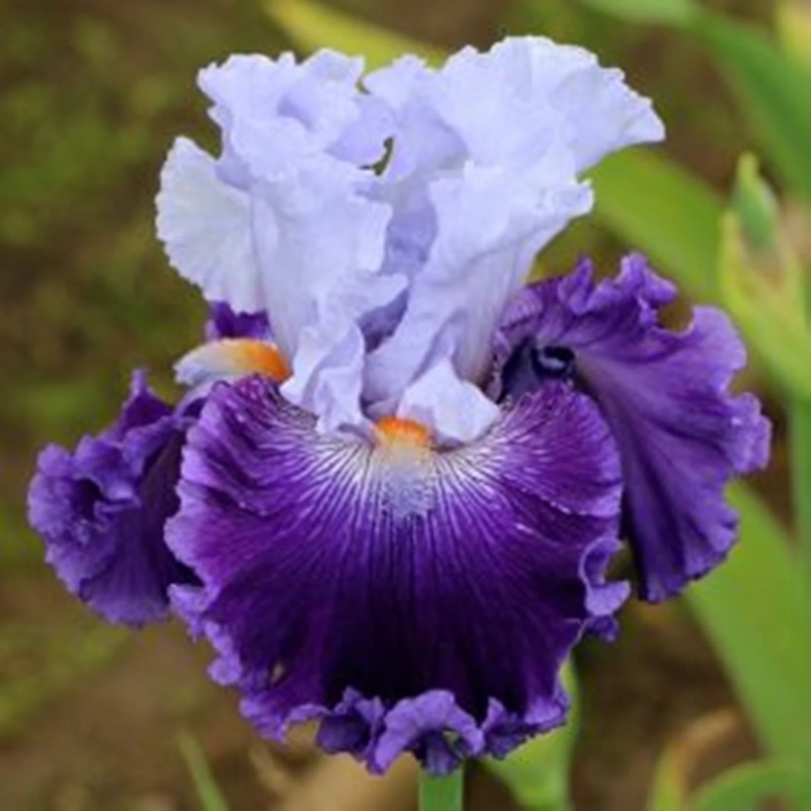 Iris Bulbs, Good Drainage To Promote Vigorous Growth, Iris Is Cold-Resistant,Has Strong Rhizomes.Simply Beautiful Flowering Perennial,Is Drought,Iris Plants Bulbs, Bearded Iris Bulbs For Planting,