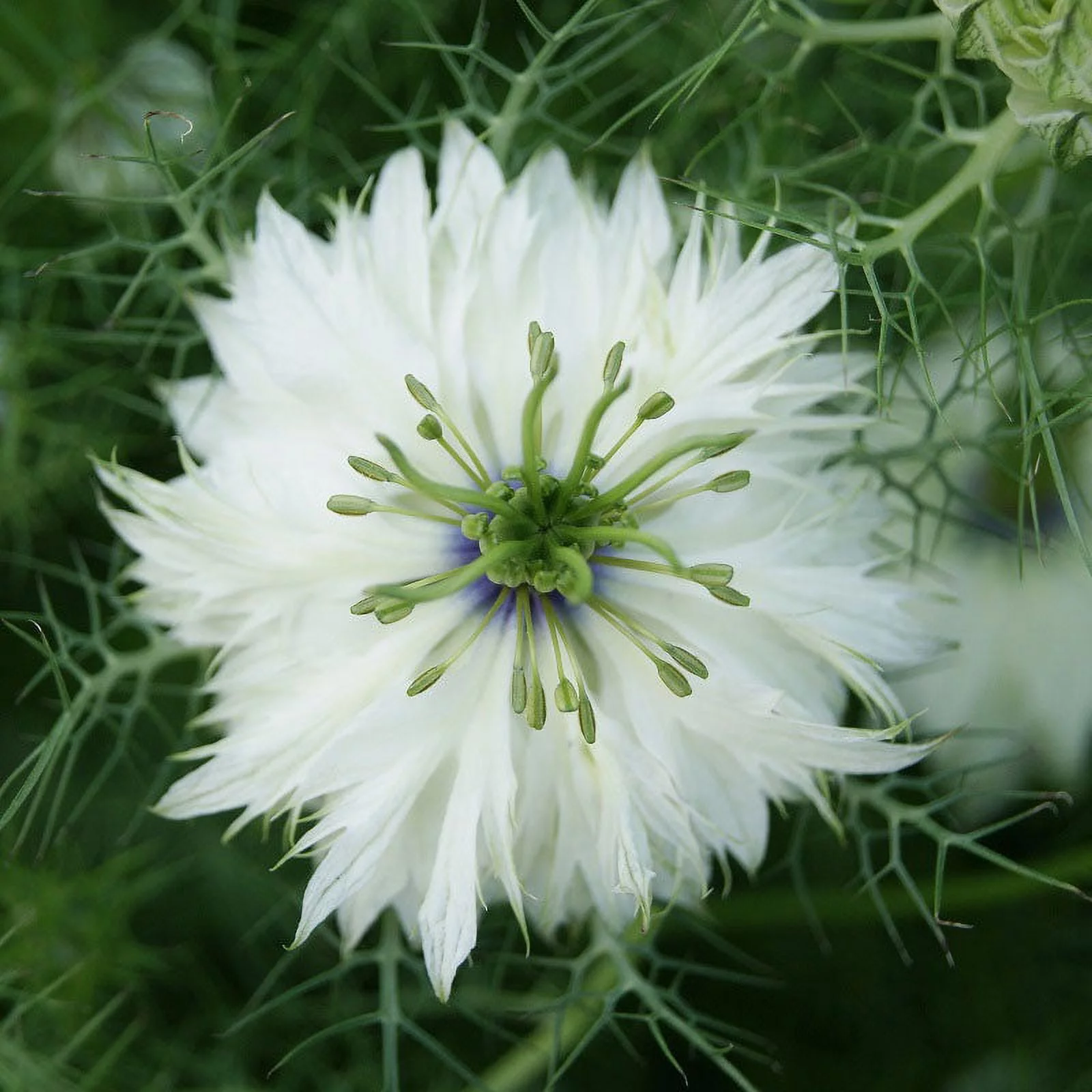 Love in a Mist Seeds - Miss Jekyll White - 1/4 Pound - White Flower Seeds,  Heirloom Seed  Attracts Bees, Attracts Butterflies, Attracts Pollinators, Easy to Grow & Maintain, Container Garden