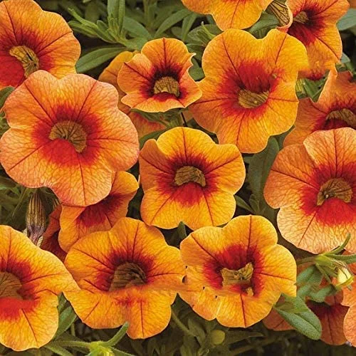 9 Colors Calibrachoa Organic Petunia Seed, 1000 Seed/Pack, Mixed 'Garden Petunia' Very Beautiful Flower Seed-Land Miracle 23