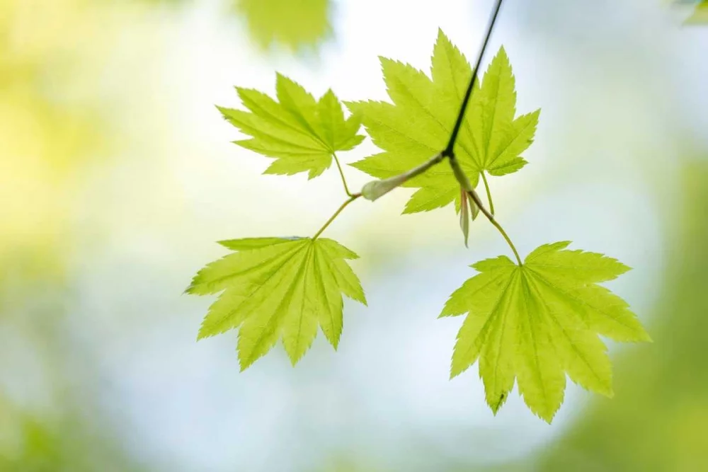 Mahan, Kathy 18x13 White Modern Wood Framed Museum Art Print Titled - Vine Maple II