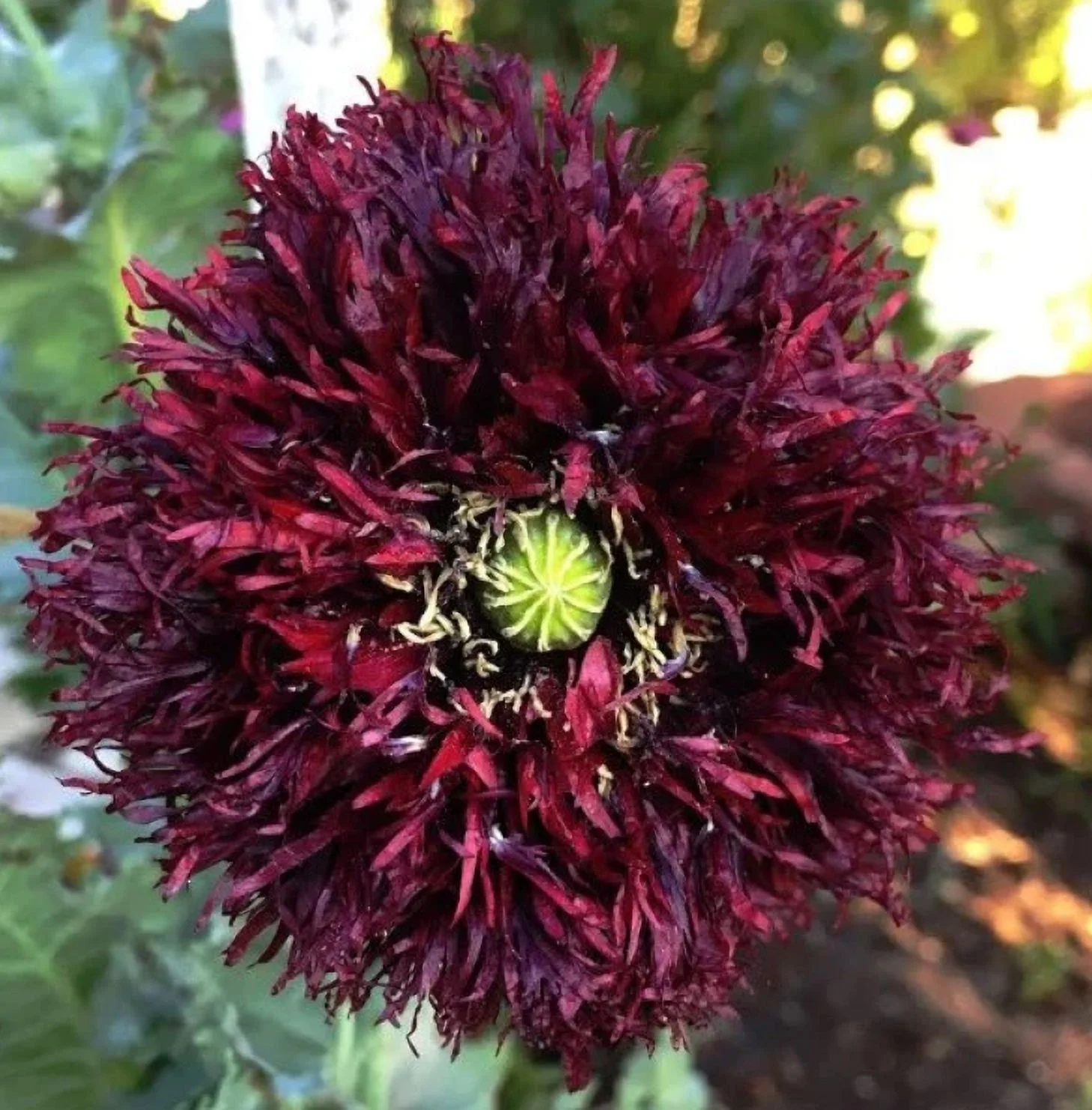 Poppy BLACK SWAN 500 Seeds Papaver somniferum Mother Nature's Seeds Non-GMO Fresh Flower Seeds