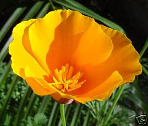 Poppy California Orange Nice Garden Flower by Seed Kingdom Bulk 5 Lb Seeds