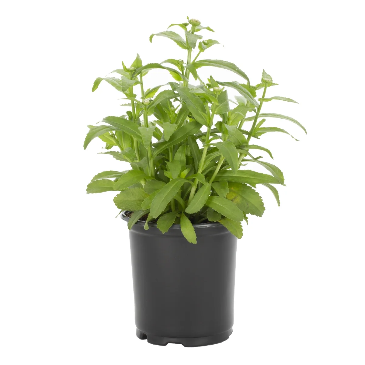 Expert Gardener 2.5QT White Leucanthemum Shasta Daisy Live Perennial Full Sun (3 Pack)