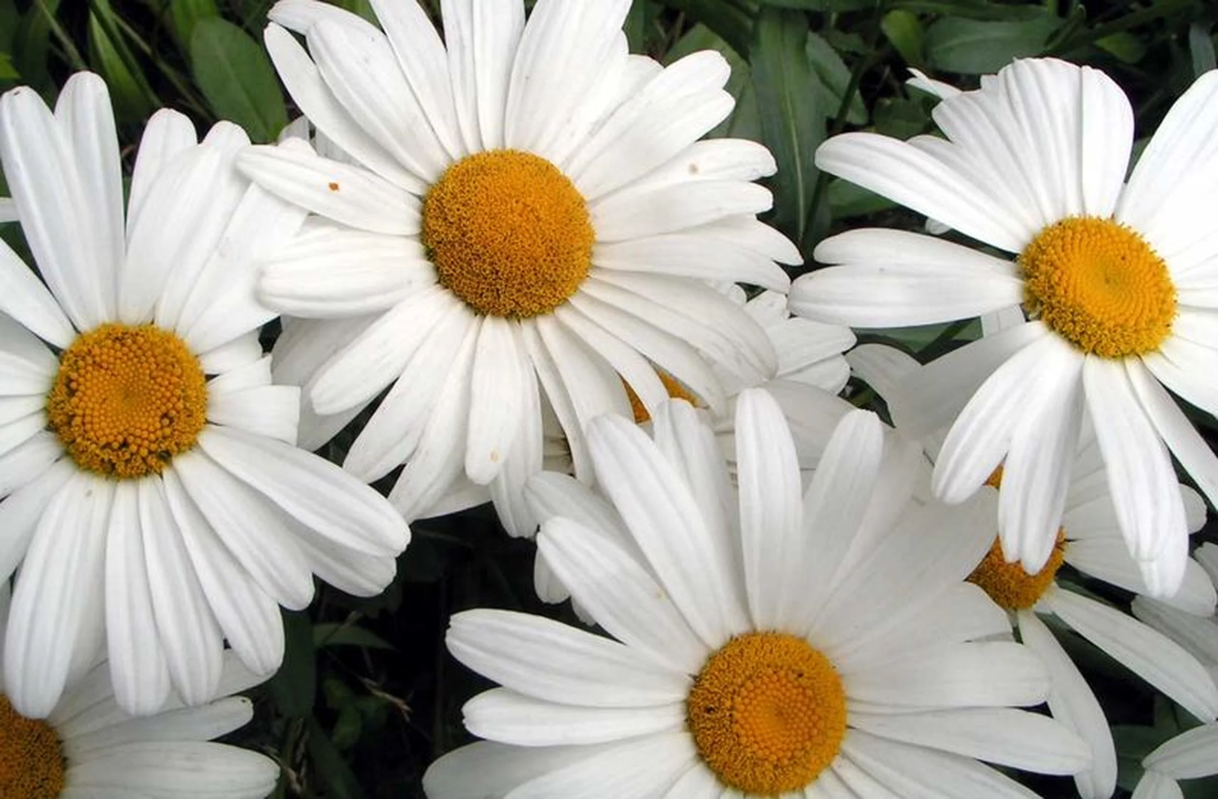 Earthcare Seeds - Shasta Daisy Alaska 700 Seeds (Chrysanthemum Maximum) Heirloom - Open Pollinated