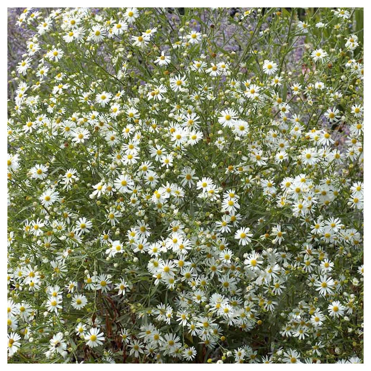 Everwilde Farms - 2000 Decurrent False Aster Native Wildflower Seeds - Gold Vault Jumbo Bulk Seed Packet