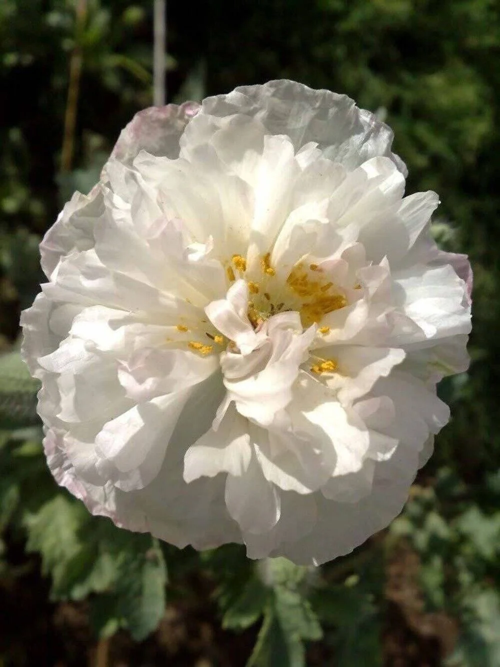 1000 Mixed Col DOUBLE SHIRLEY POPPY Papaver Rhoeas Flower Seeds