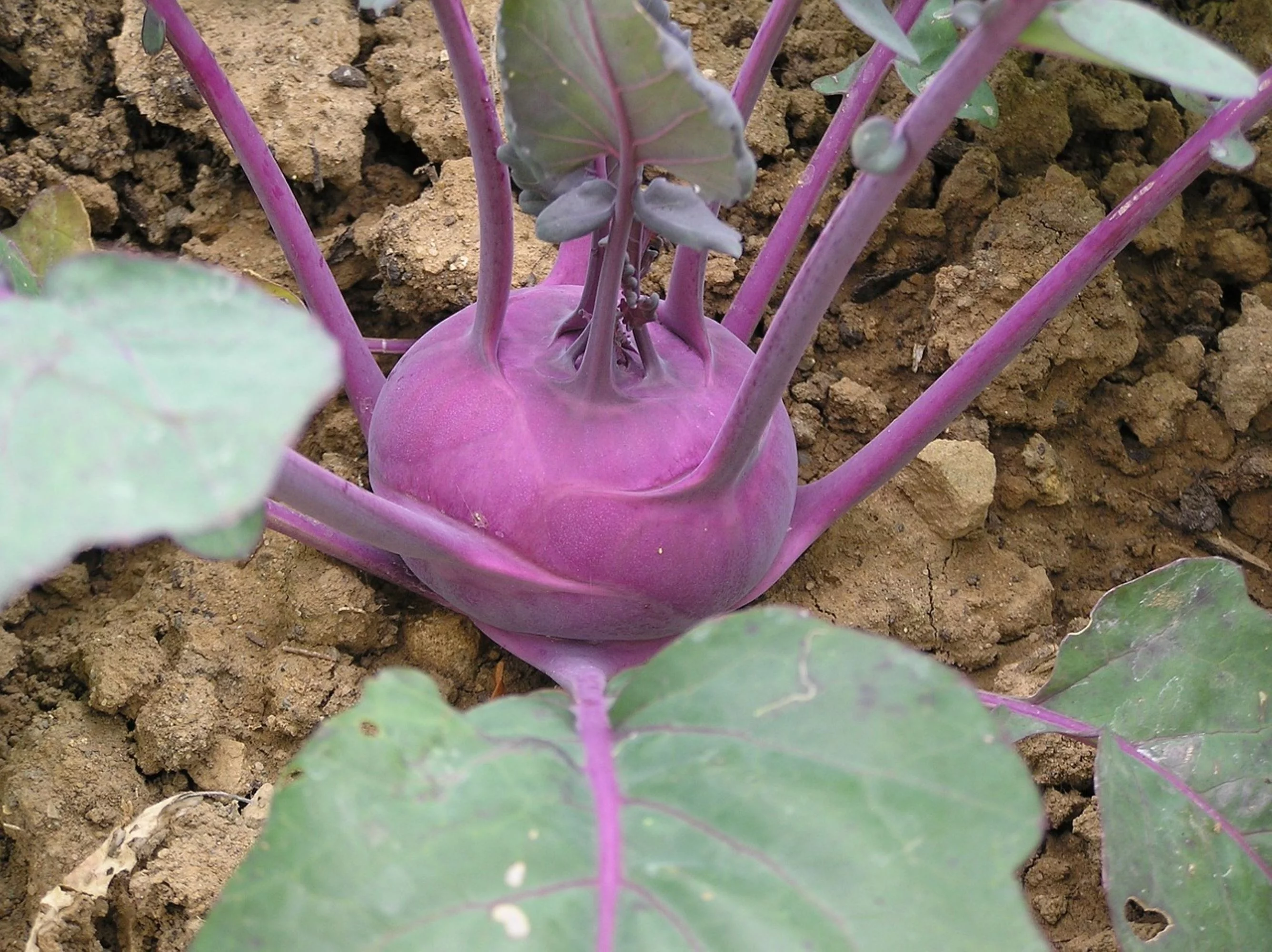 Purple Vienna Kohlrabi Seeds/ Perennial/ Full Sun/ 44K Seeds 1/4lb/ Zellajake Farm and Garden - B44