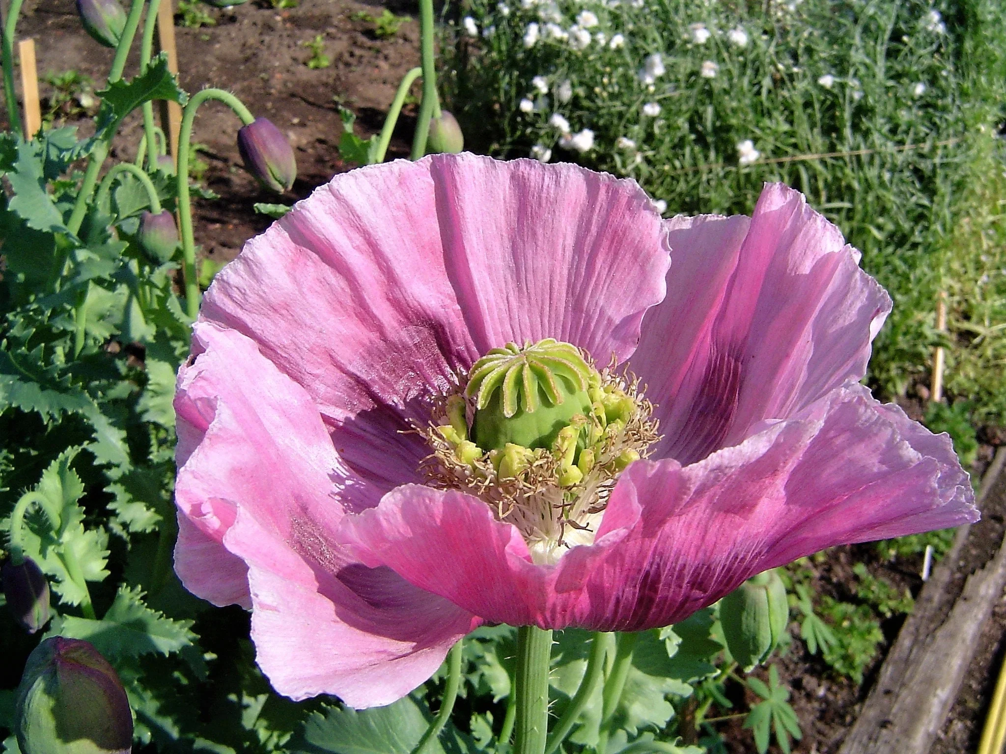 1000 HUNGARIAN BREADSEED POPPY Papaver Somniferum Purple Blue Flower Seeds