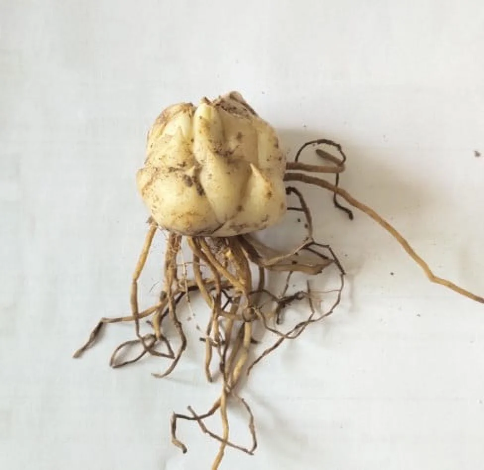 Tiger Lily Bulbs Lily Bulbs Bulk Lily Bulbs Lily Bulbs For Sale Lilies Bulbs Stargazer Lily Bulbs Garden Flowers