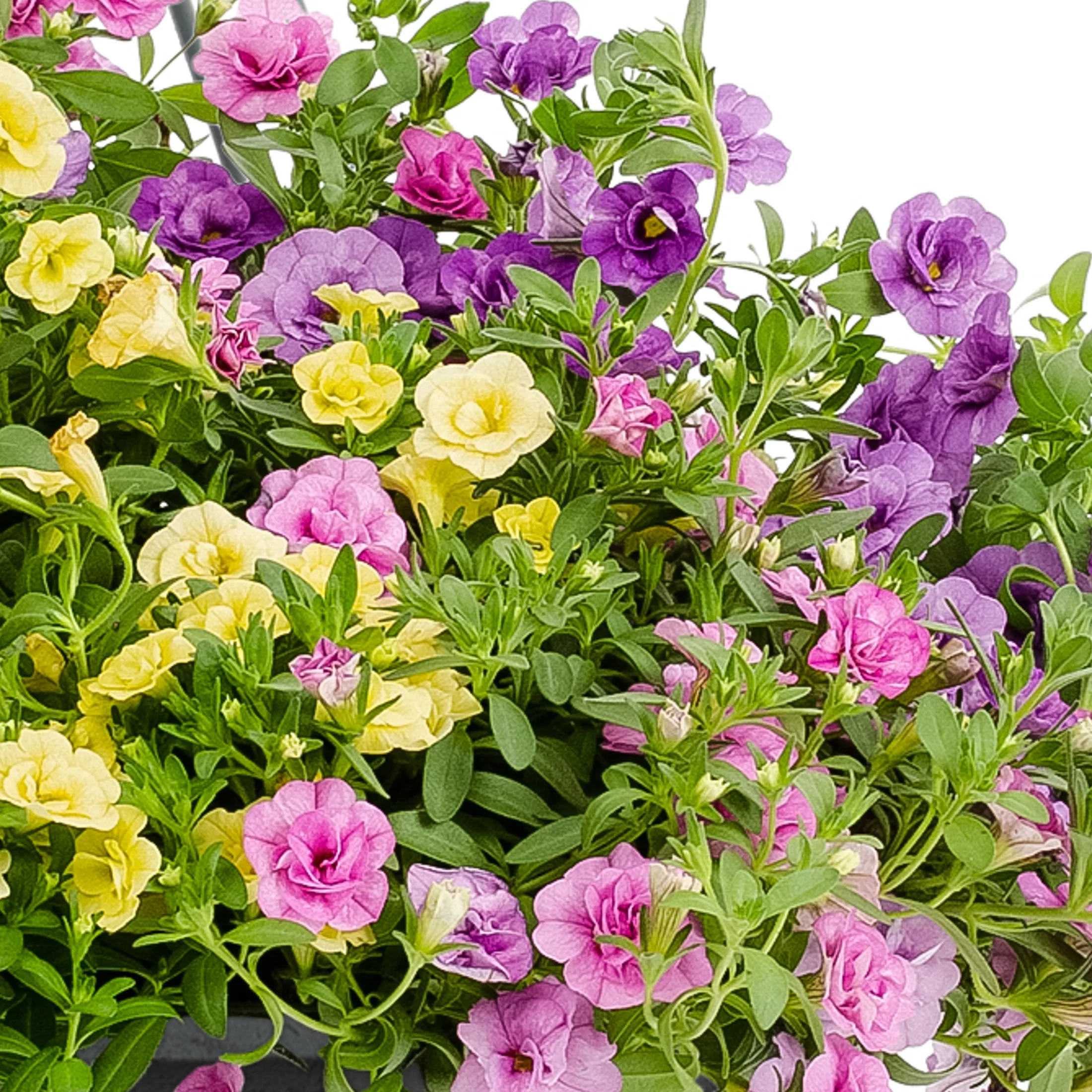 Better Homes & Gardens 3QT Multicolor Calibrachoa Mix Live Plants with Grower Pot