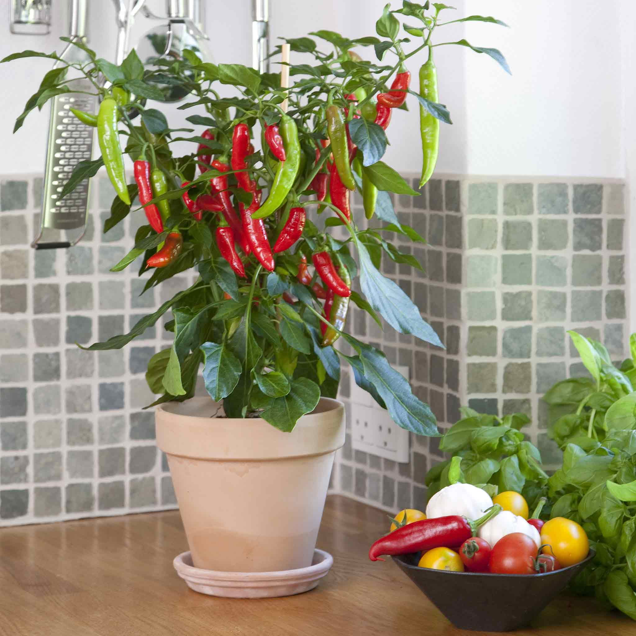 Hot Pepper Seeds - Kitchen Minis 'Hot Fajita' - Packet -  Vegetable Seeds,  Hybrid Seed  Easy to Grow & Maintain, Fast Growing, Container Garden