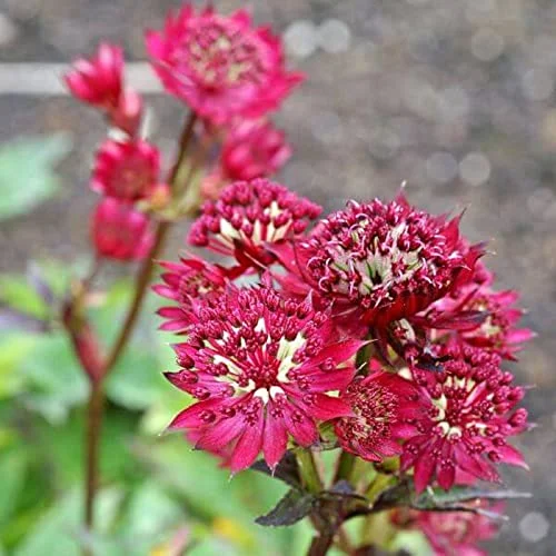 CHUXAY GARDEN Red Astrantia Major-Great Masterwort 20 Seeds Apiaceae Flowering Seeds Herb Perennial Great for Garden Easily Grow