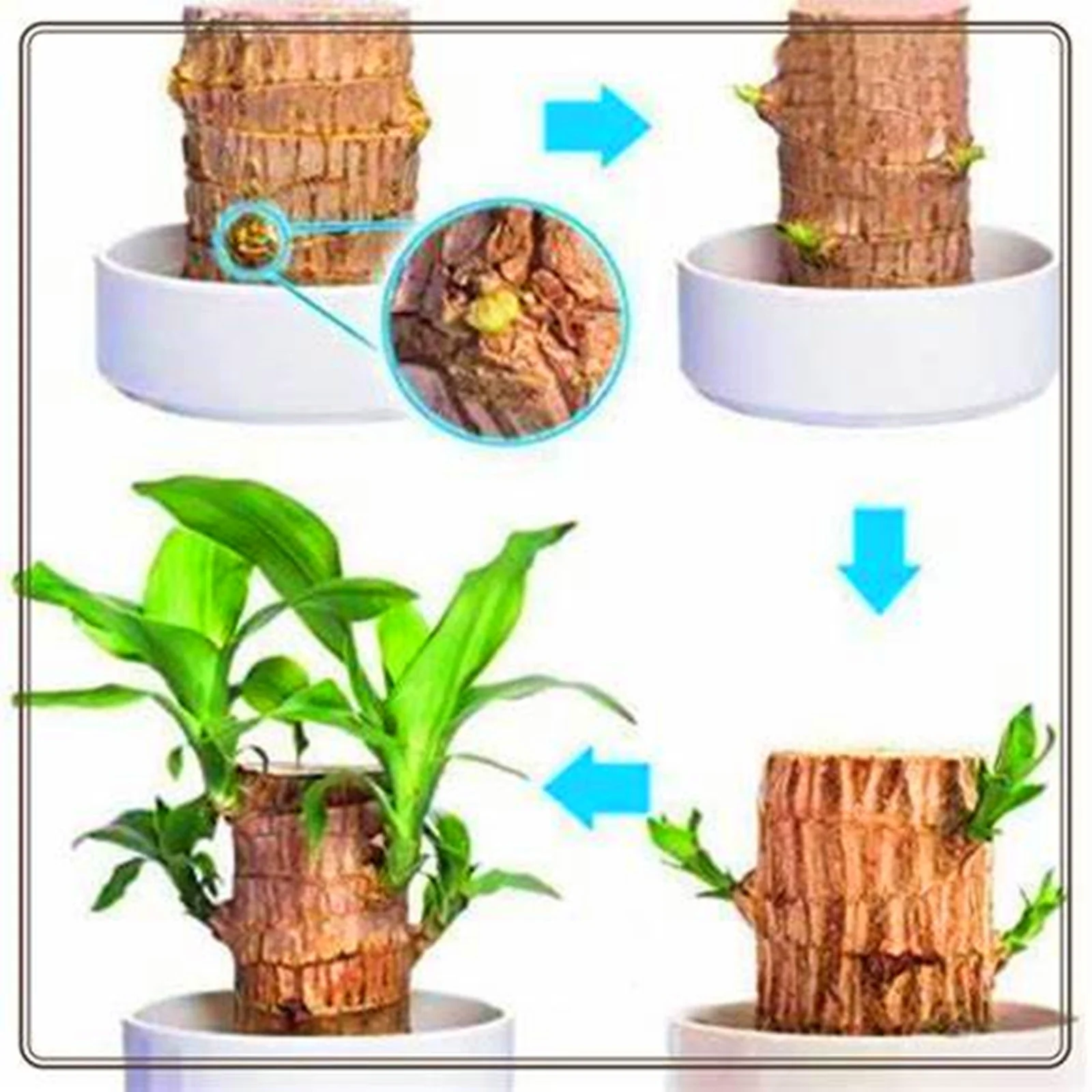 Brazilian Wood, Foliage Plant, Brazilian Lucky Wood Plant Pot, Perennial Plant, Lucky Wood,Strong Vitality,  Potted Plant,Brazilian Lucky Wood Plant（Contains a white tray）