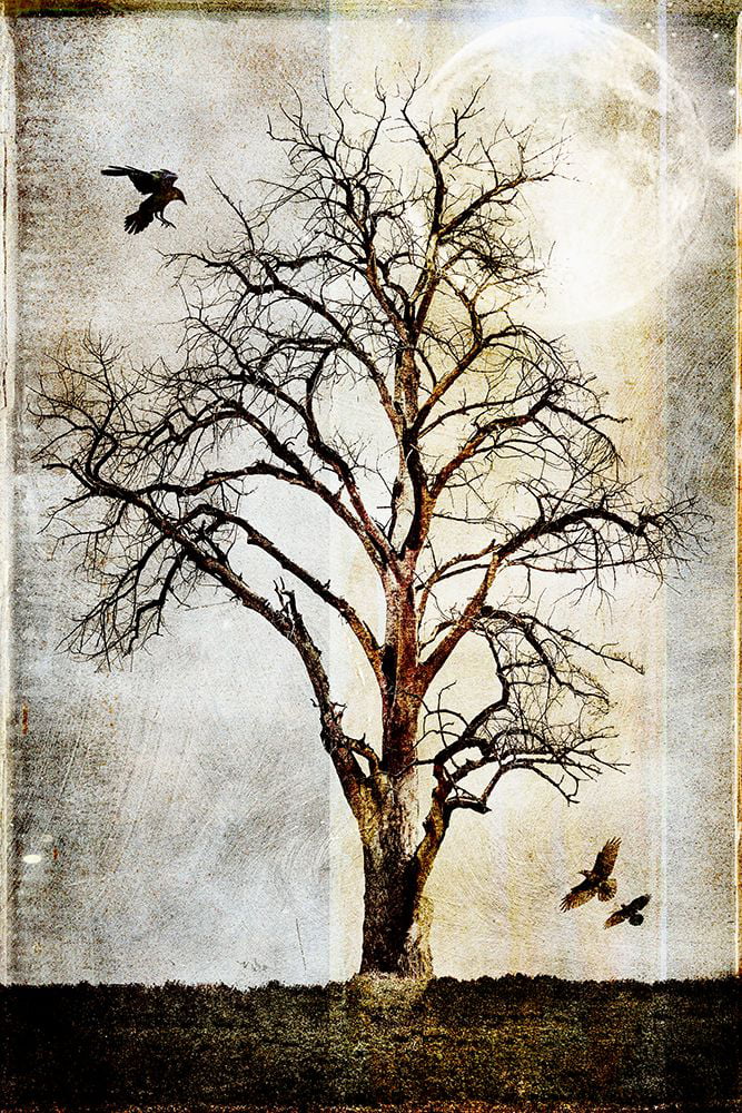 LightBoxJournal 11x14 Black Ornate Wood Framed with Double Matting Museum Art Print Titled - Cottonwood Tree Part 02