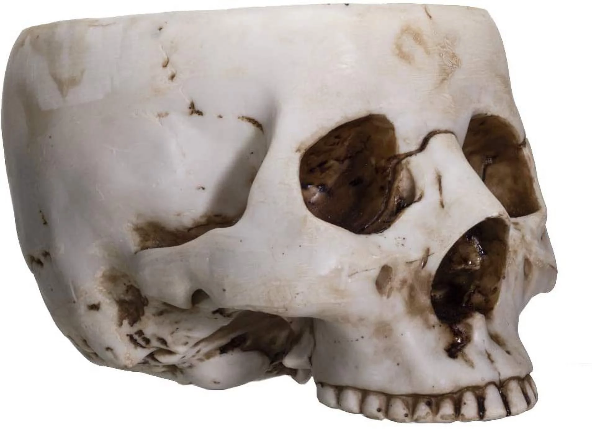Amazing GiftImpact Skull Skeleton Head Open Top Resin Candy Bowl Flower Pot Planter Figurine Decoration