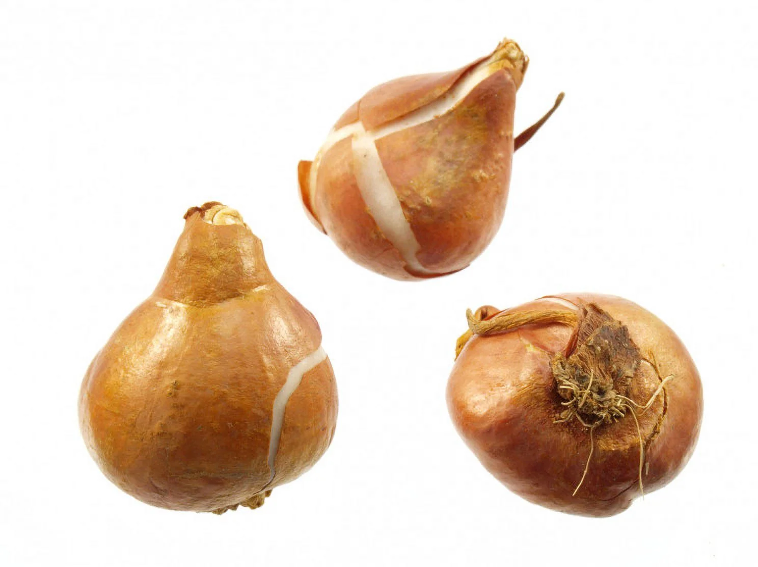 Tulip Bulbs For Sale Tulip Flowers Bulbs Bulk Tulip Bulbs Tulip Bulbs For Planting Perennial Garden Flowers