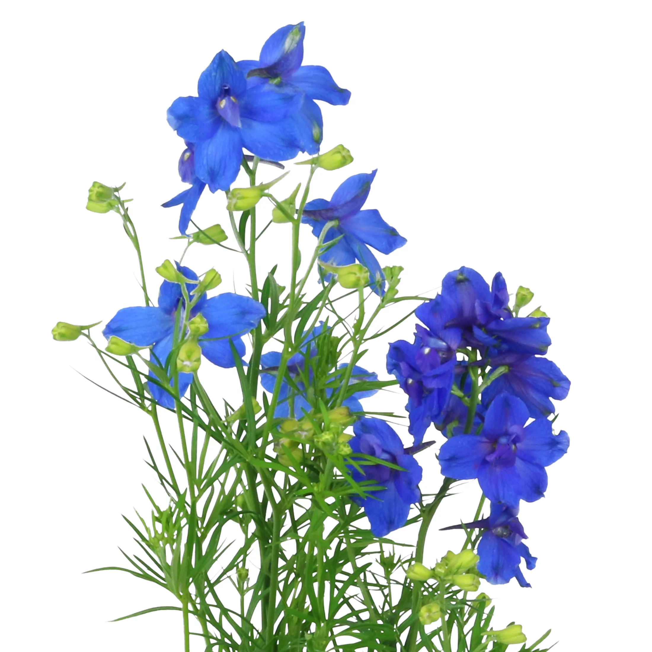 Expert Gardener QT Blue Delphinium Live Plants with Grower Pot