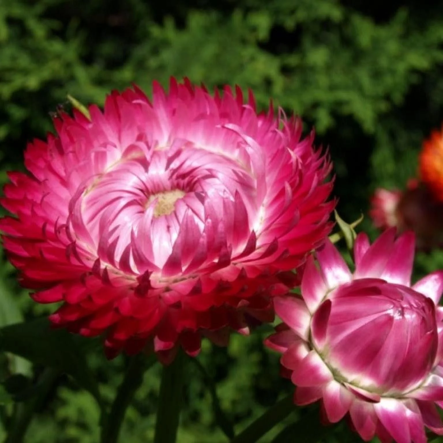 Strawflower Seeds - Bright Rose - Packet - Pink/White Flower Seeds,   Attracts Bees, Attracts Butterflies, Attracts Pollinators, Easy to Grow & Maintain, Cut Flower Garden