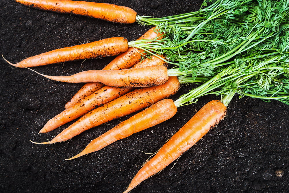 Imperator 58 Carrot Seeds for Planting, 400+ Heirloom Seeds Per Packet, (Isla's Garden Seeds), Non GMO Seeds, Botanical Name: Daucus Carota, Great Home Garden Gift