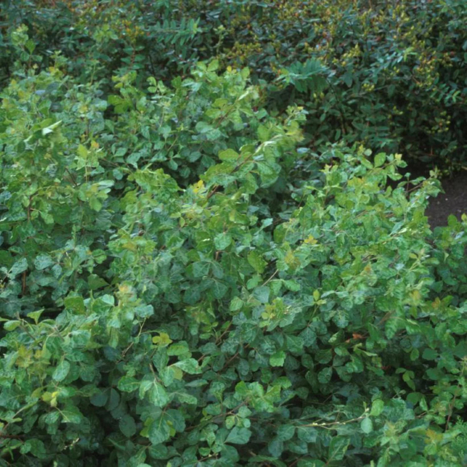 Gro-Low Fragrant Sumac