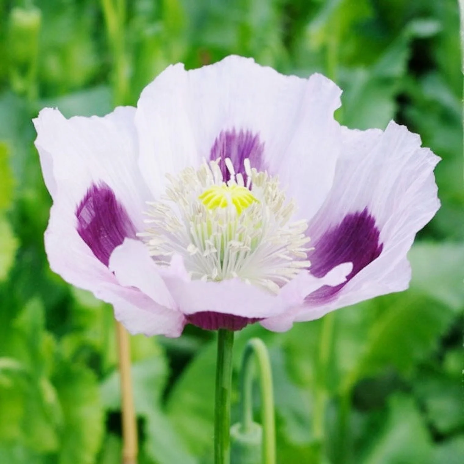 Poppy Seeds - Blue Moon - 1 Ounce - Purple/Blue Flower Seeds,  Open Pollinated Seed  Attracts Bees, Attracts Butterflies, Attracts Pollinators, Easy to Grow & Maintain, Container Garden