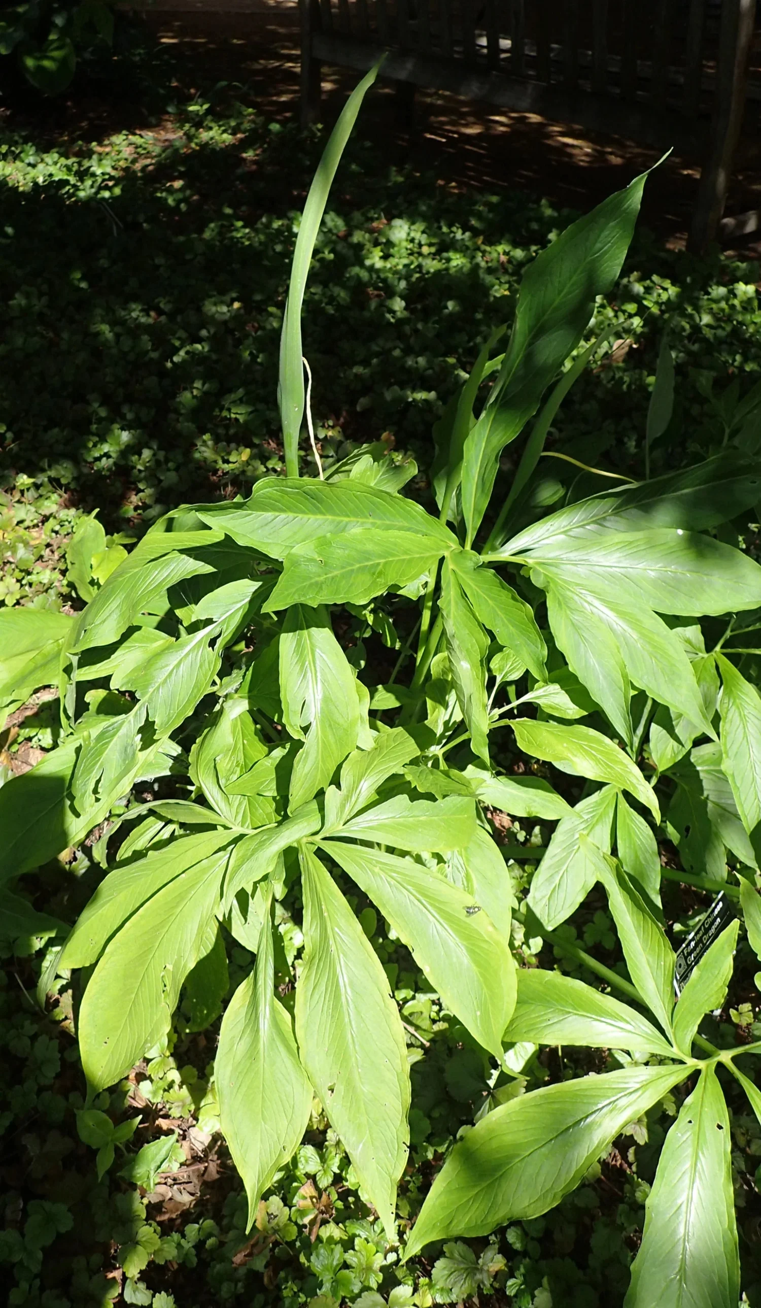 10 Fan-Leaf Chinese GREEN DRAGON Arum Pinellia Pedatisecta Houseplant Shade Flower Seeds