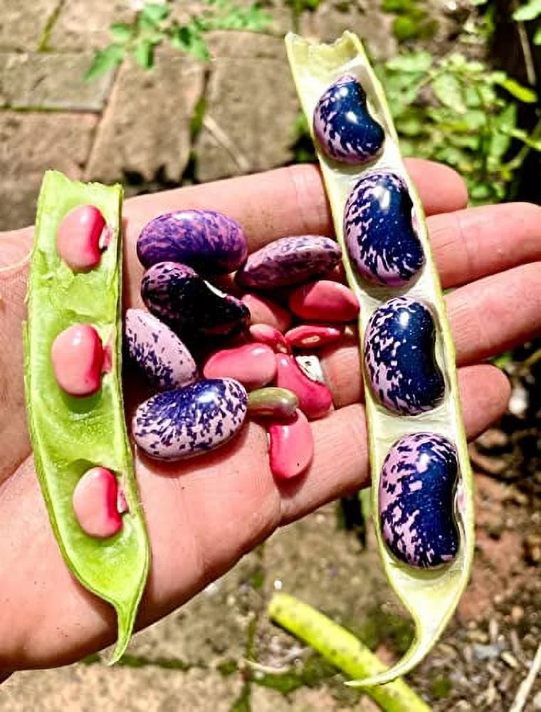 Gaea's Blessing Seeds - Scarlet Runner Bean Seeds - Non-GMO Seeds for Planting with Easy to Follow Instructions 94% Germination Rate
