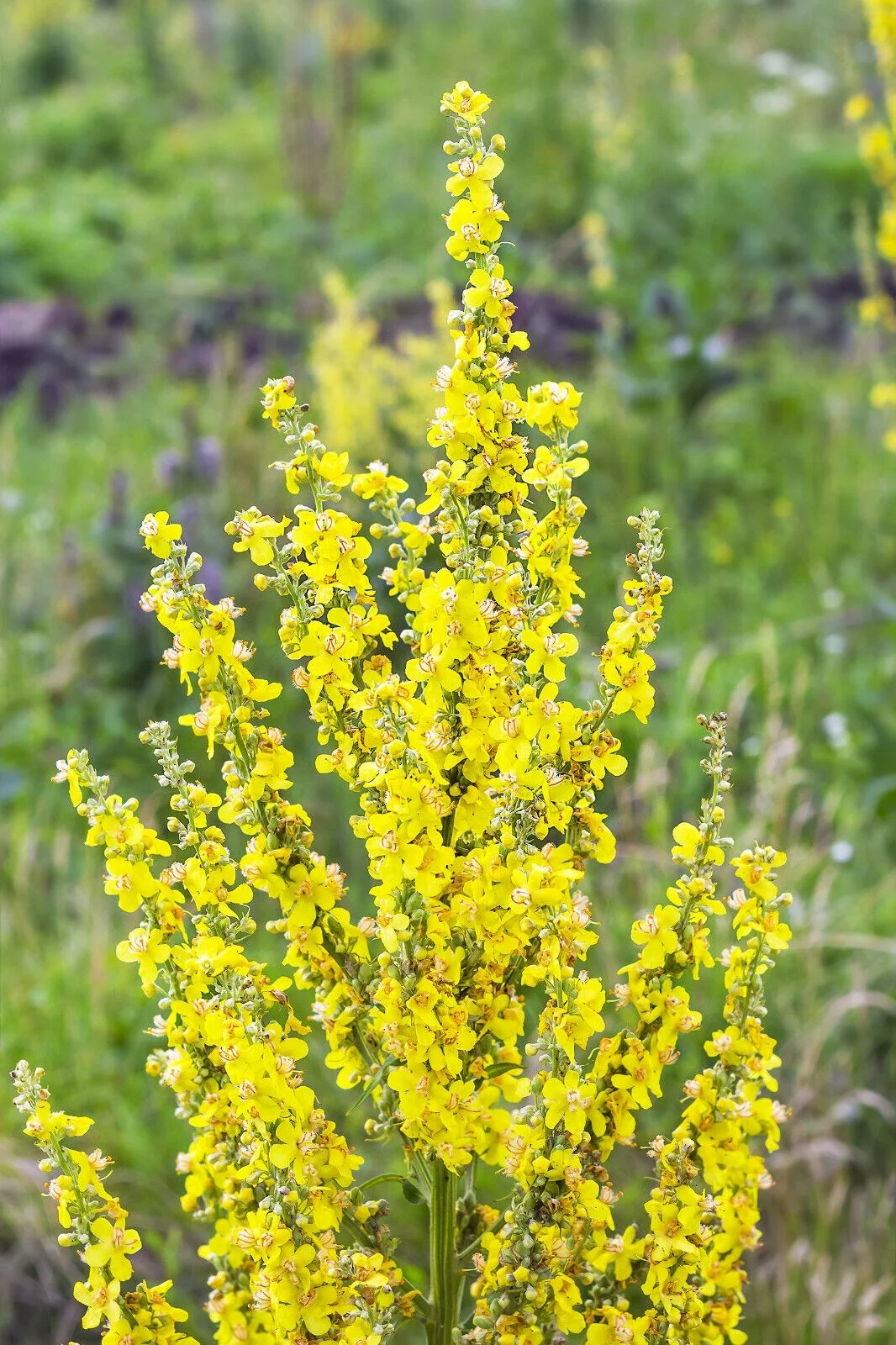 150 YELLOW VERBASCUM Thapsus Common Mullein Flower Herb Seeds *Flat S/H
