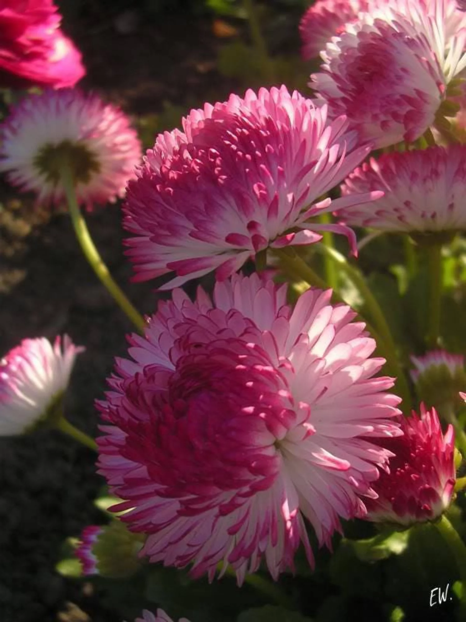 100 Strawberries & Cream ENGLISH DAISY Bellis Perennis Flower Seeds