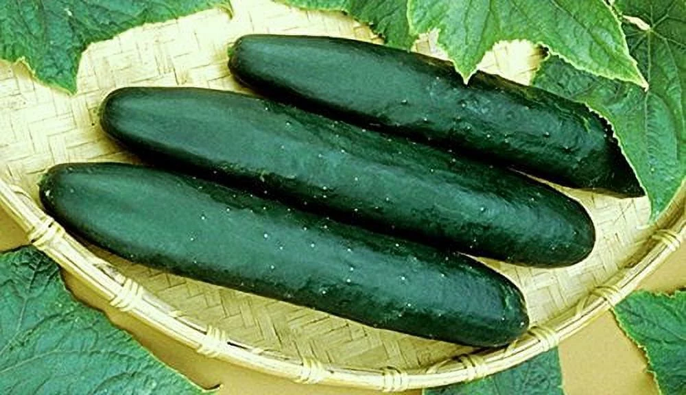 Cucumber Straight Eight Heirloom Great Heirloom Vegetable 150 Seeds