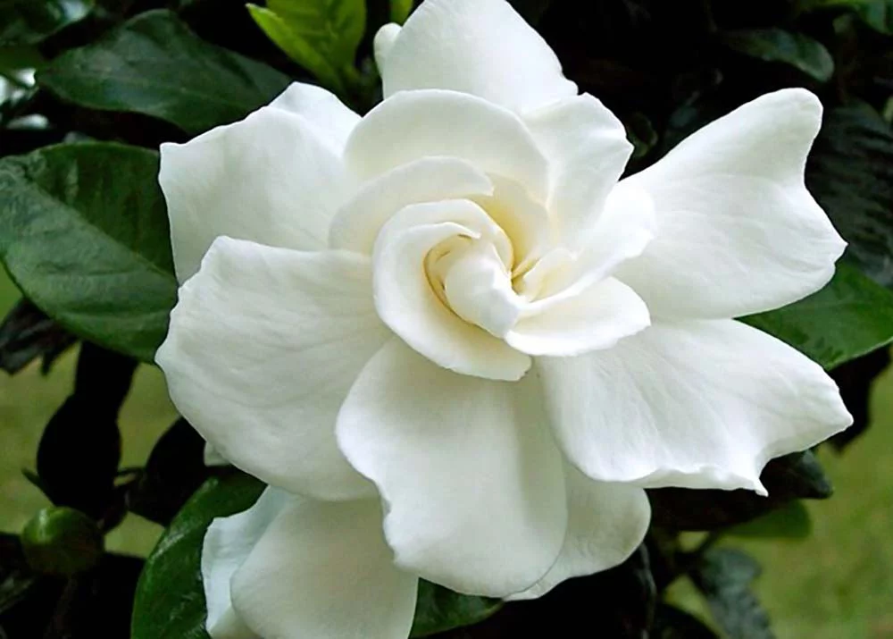 Double HeavenScent Tahitian Gardenia - Intoxicating Scent - 4