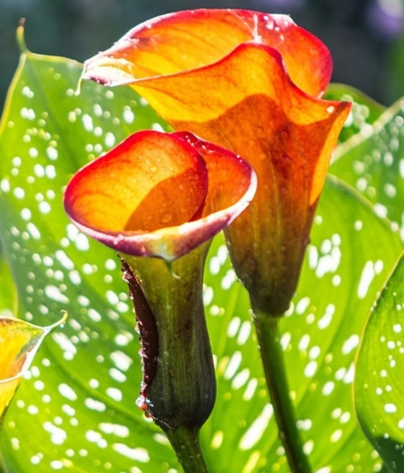 Calla Lily Bulbs, Calla Lily Bulbs, Suitable For Flower Arrangements, Easy To Care For, Calla Lily Bulbs For Planting, The Flowers Are Large Calla Lily Plants,Bulb Flowers, Calla Lily Plant,