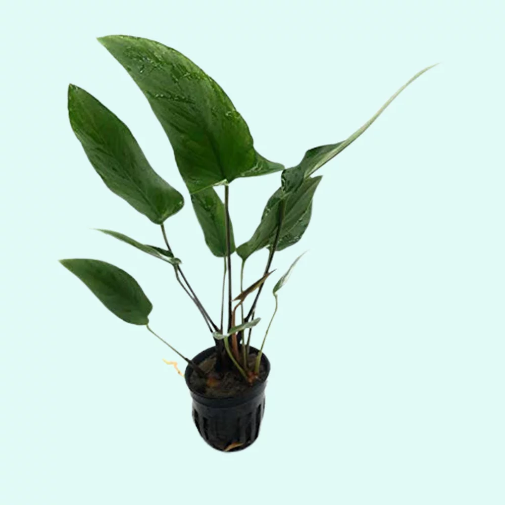 Anubias Hastifolia In 2