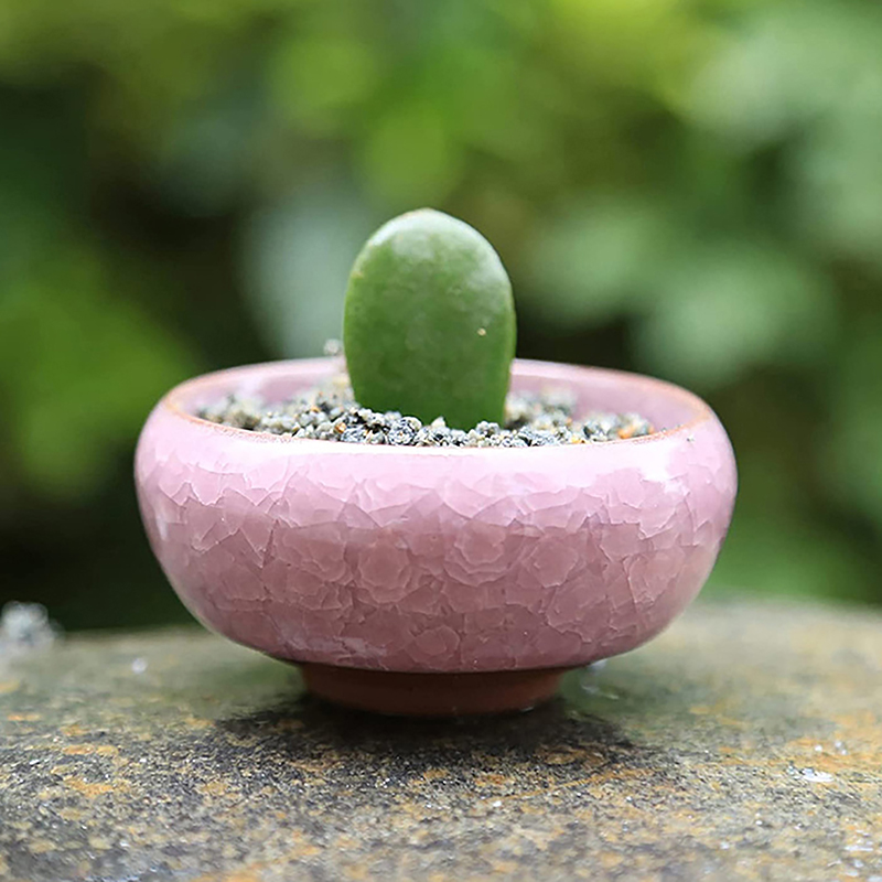 Cute Ice-Crack Glaze Flower Ceramics Succulent Planter Mini Plant Pot Garden Flowerpot For Home Office Decor Plant Pot