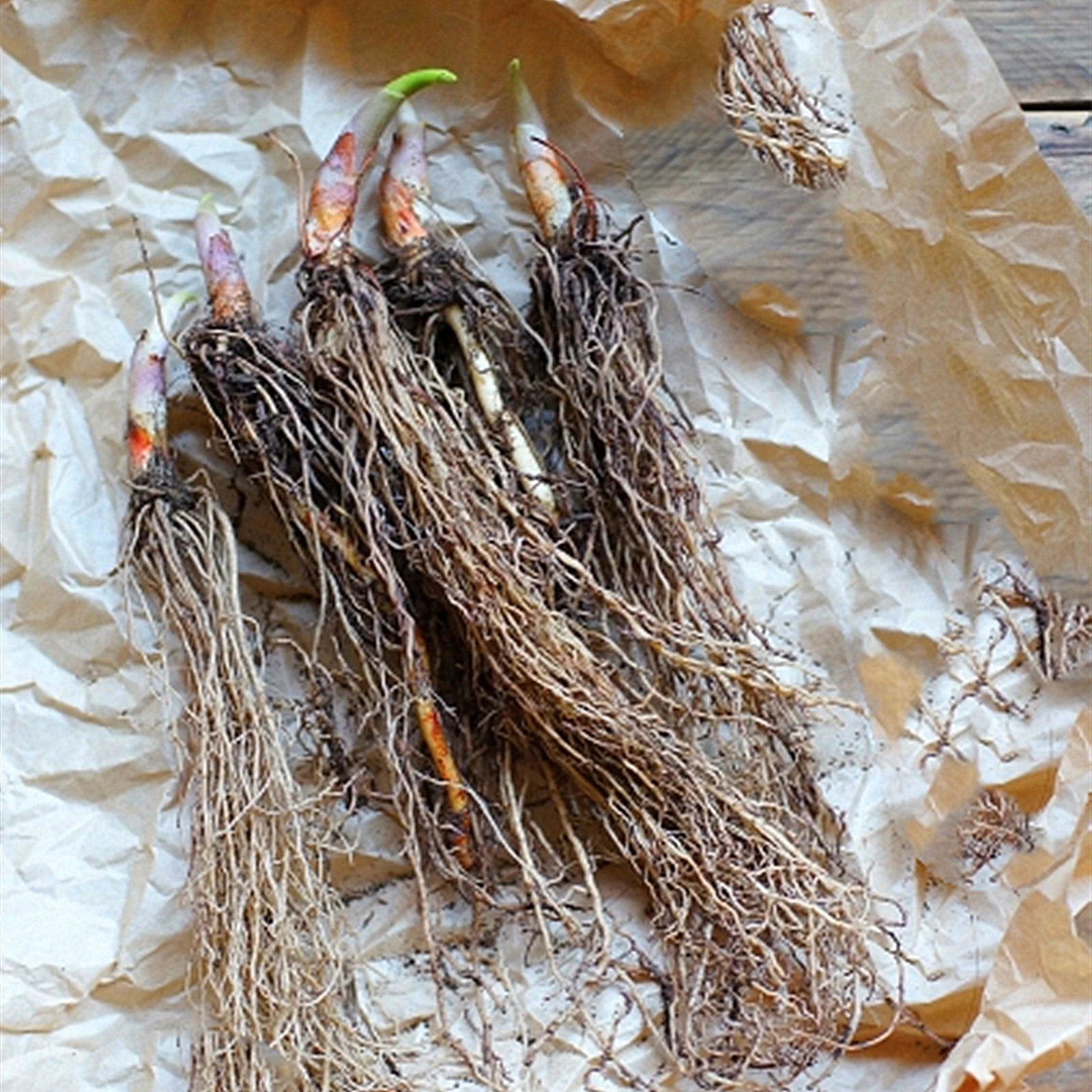 Lily Of The Valley Bulbs, Perennial Bulb Plants, Aromatic Plants, Seasonal Flowers, Charming Fragrance, Lanterns,Lily Of The Valley Bulbs For Sale