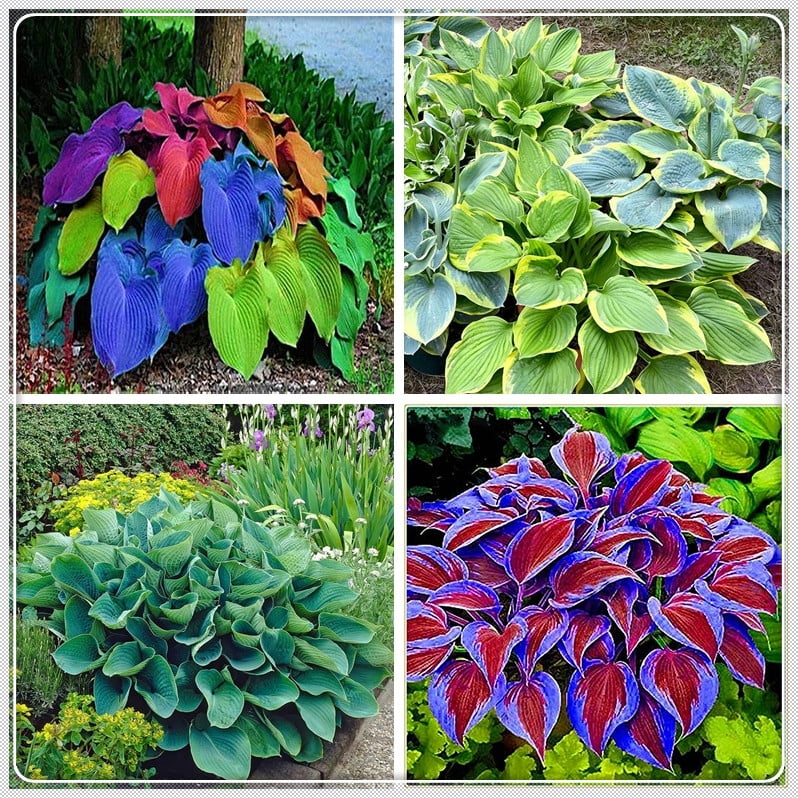 Hosta Bulbs, Rare Hosta, Ground Cover, Potted Plants,Cold And Shade Tolerant, Perennial Plants,Hosta Bulbs For Sale
