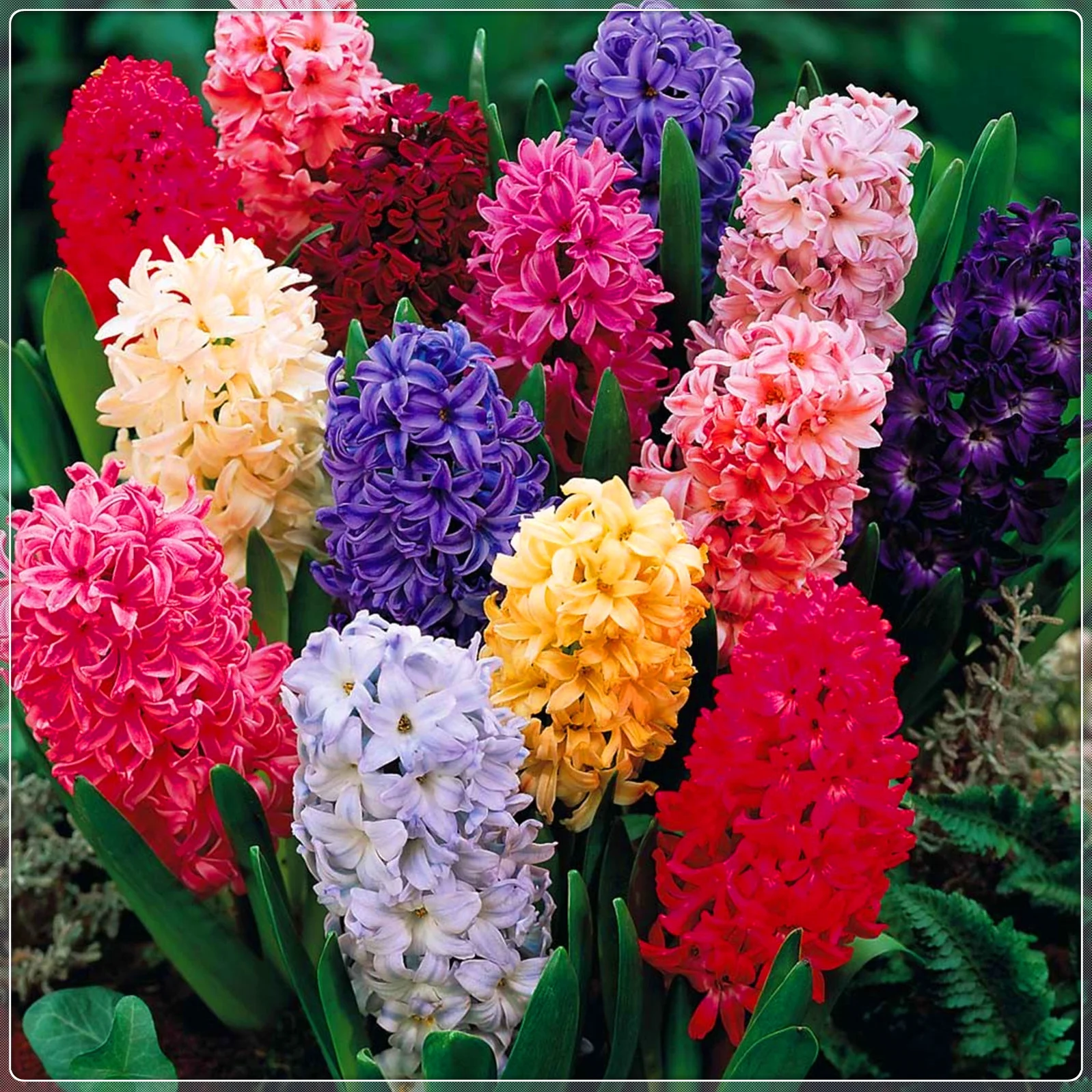Hyacinth Bulbs, Fragrant Flowers, Perennials,Hyacinth,Seasonal Flowers, Cut Flowers Hyacinth Bulbs For Sale