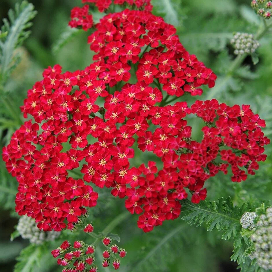 Red Yarrow Seeds, Rubra, Easy Grow Perennial, Herb, Butterflies, FREE SHIPPING, 100k or 1/2 OZ