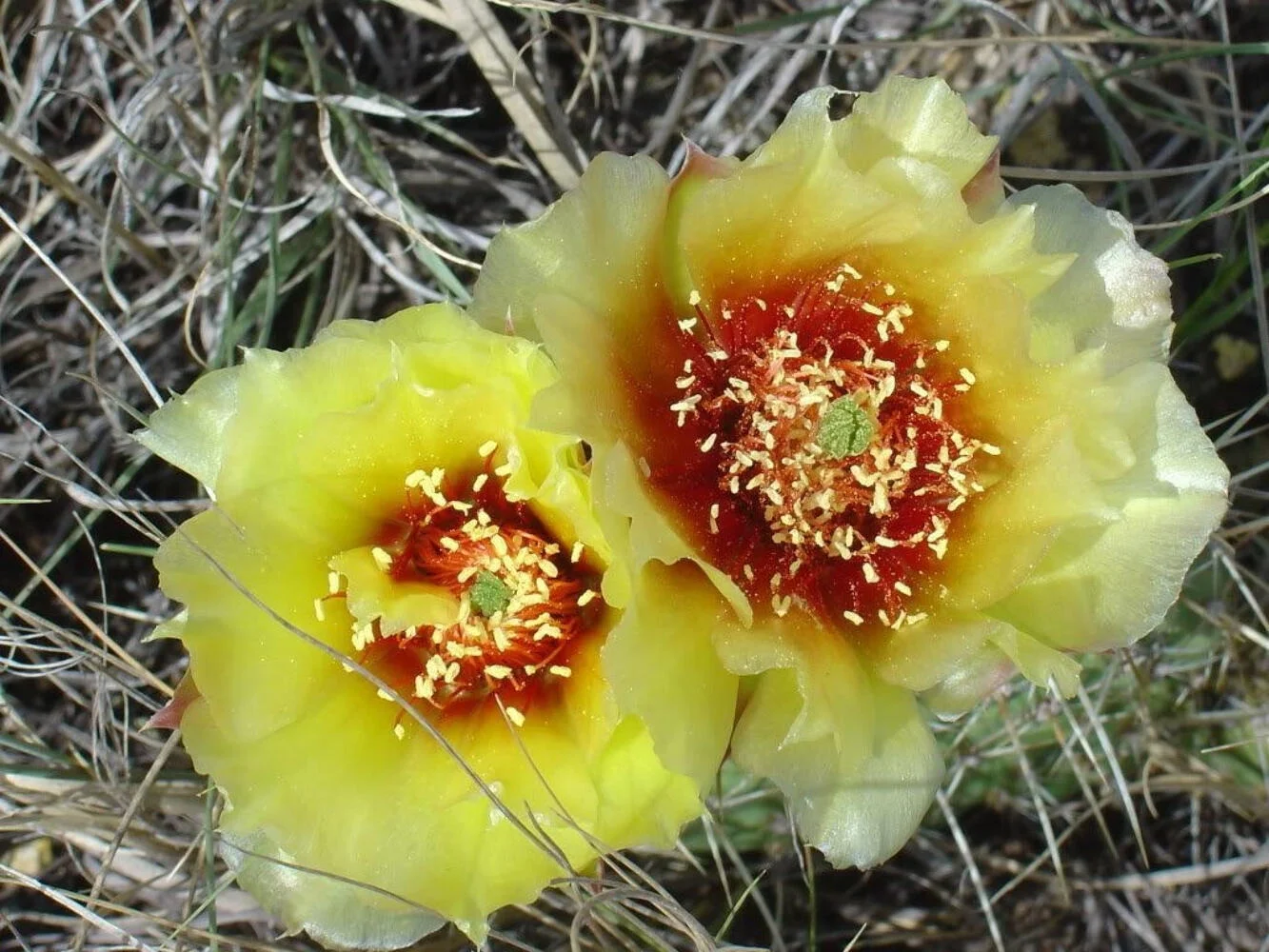 10 Yellow PRICKLY PEAR CACTUS Opuntia Ficus-Indica Flower Seeds