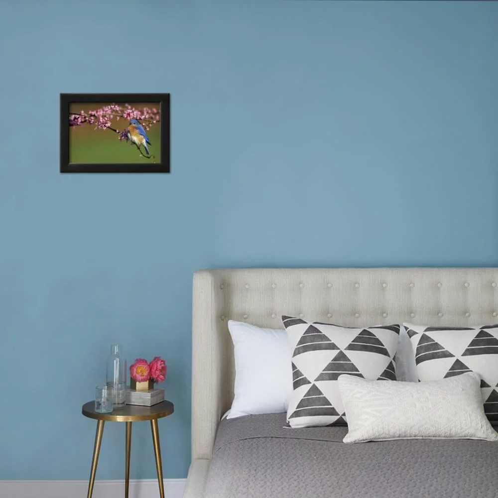 Eastern Bluebird Male in Redbud Tree in Spring Marion County, Illinois, Animals Framed Art Print Wall Art by Richard and Susan Day Sold by Art.Com